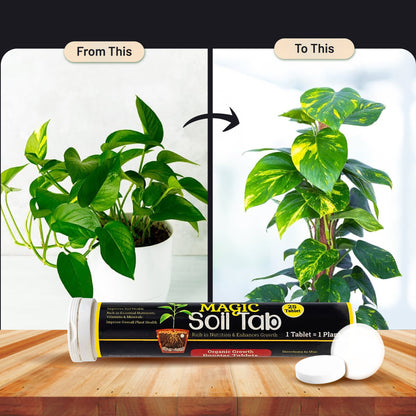 PlantBoost™ - Magic Plant Soil Tablets 🌱✨ (Buy 1 Get 1 Free 🔥🔥)