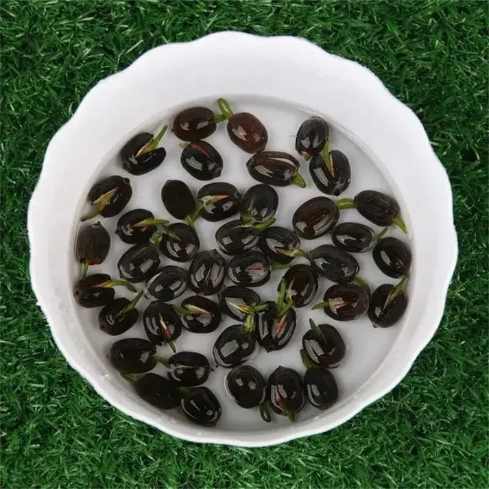 🌸 Premium Japanese Bonsai Lotus Seeds - High Fragrance