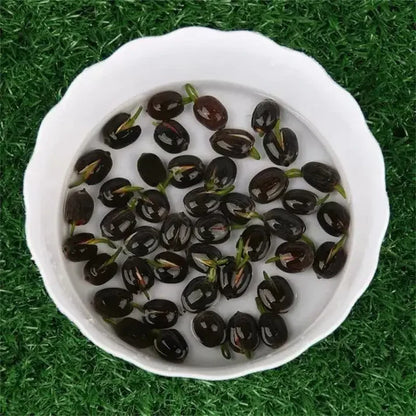 🌸 Premium Japanese Bonsai Lotus Seeds - High Fragrance