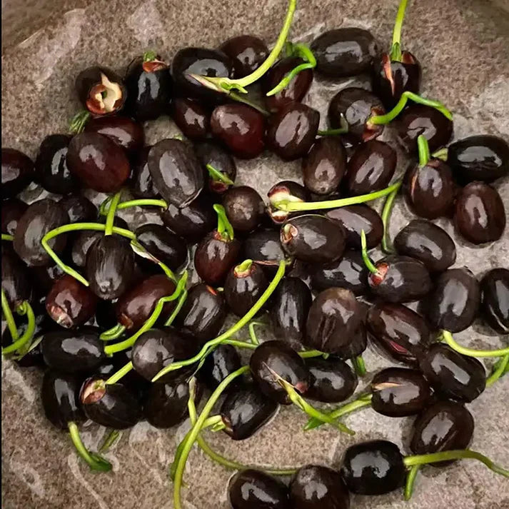 🌸 Premium Japanese Bonsai Lotus Seeds - High Fragrance